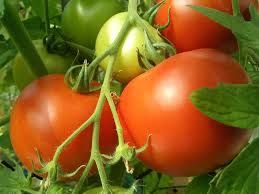 Tomates rondes paola