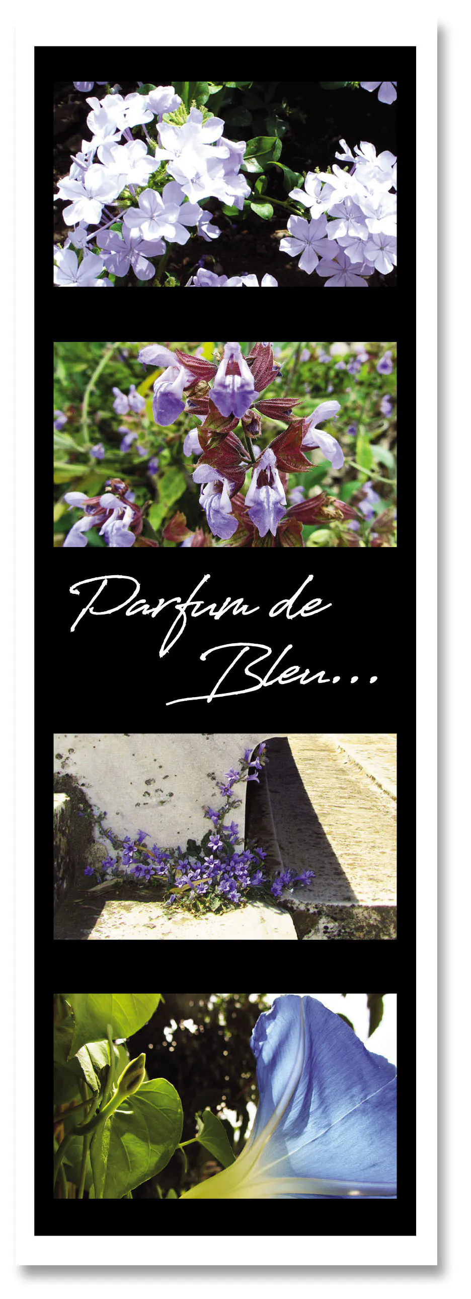 Marq pag parfum de bleu 4