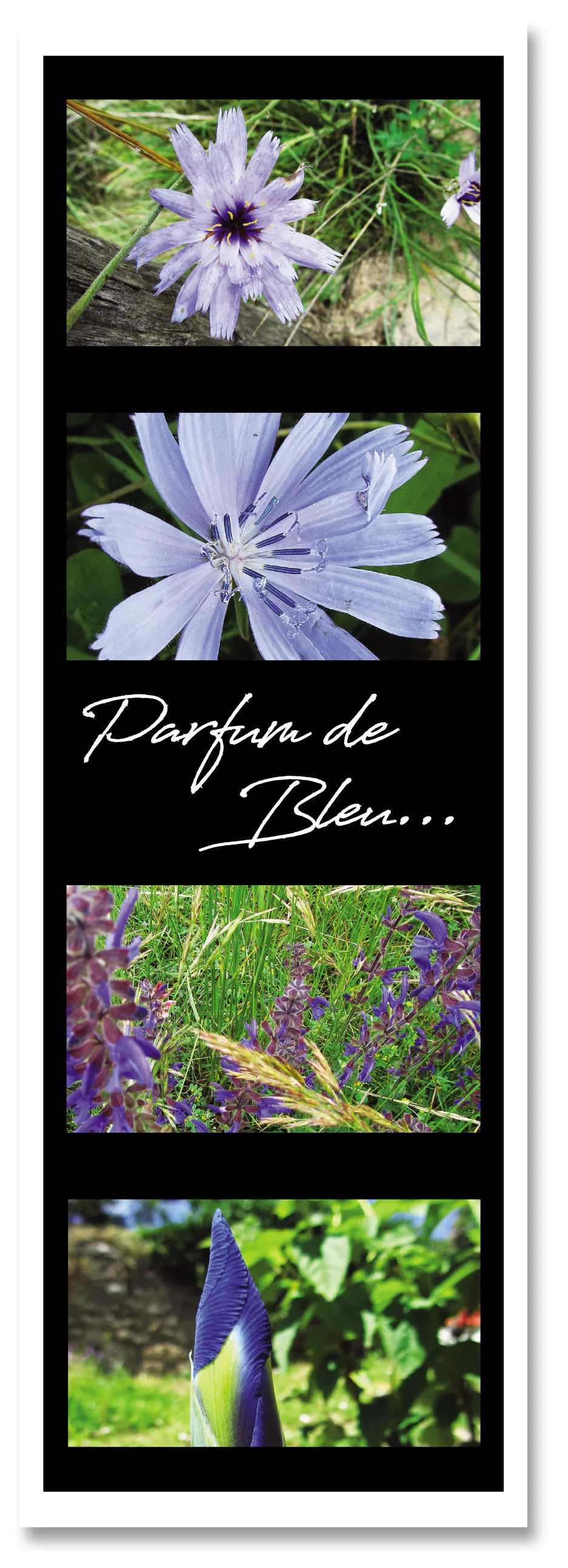 Marq pag parfum de bleu 3