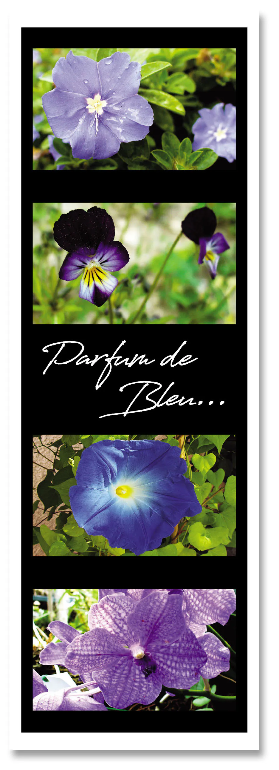 Marq pag parfum de bleu 1