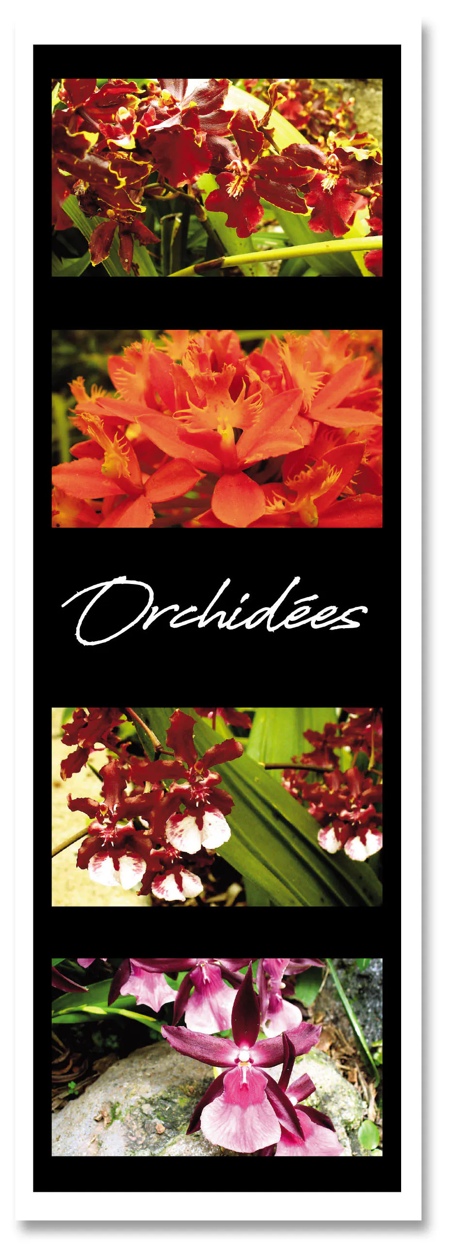 Marq pag fleurs orchidees 4