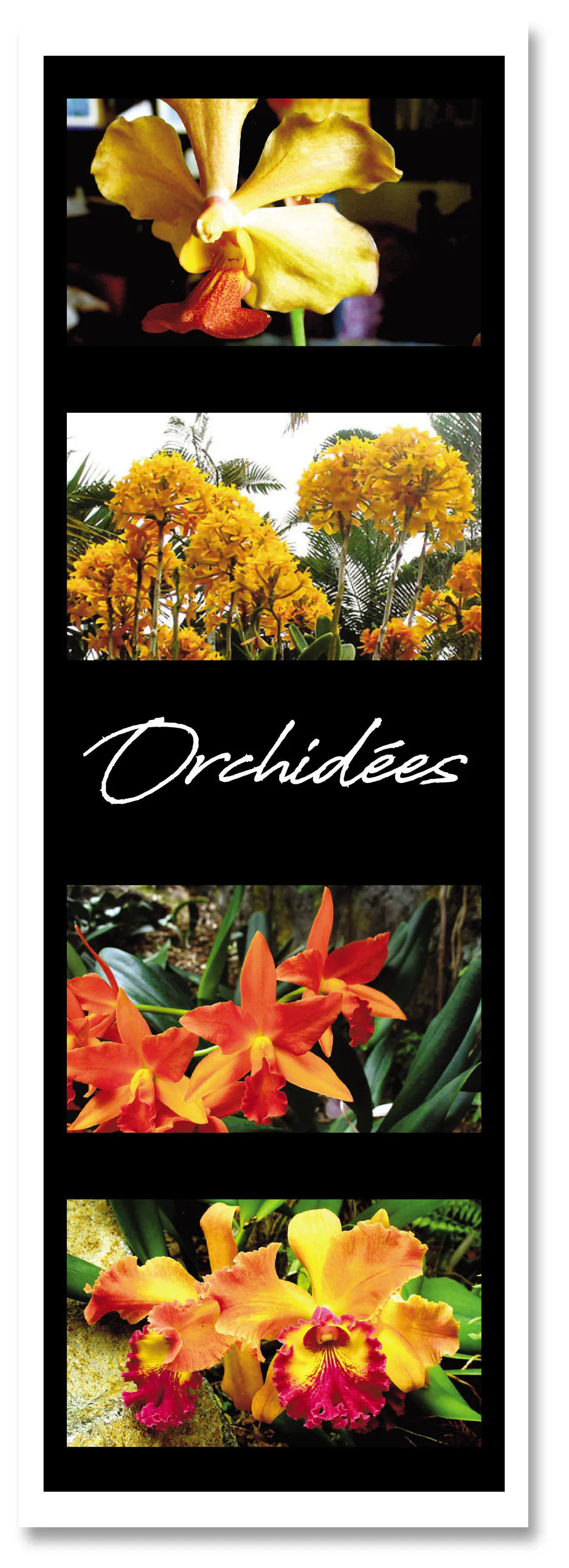 Marq pag fleurs orchidees 3