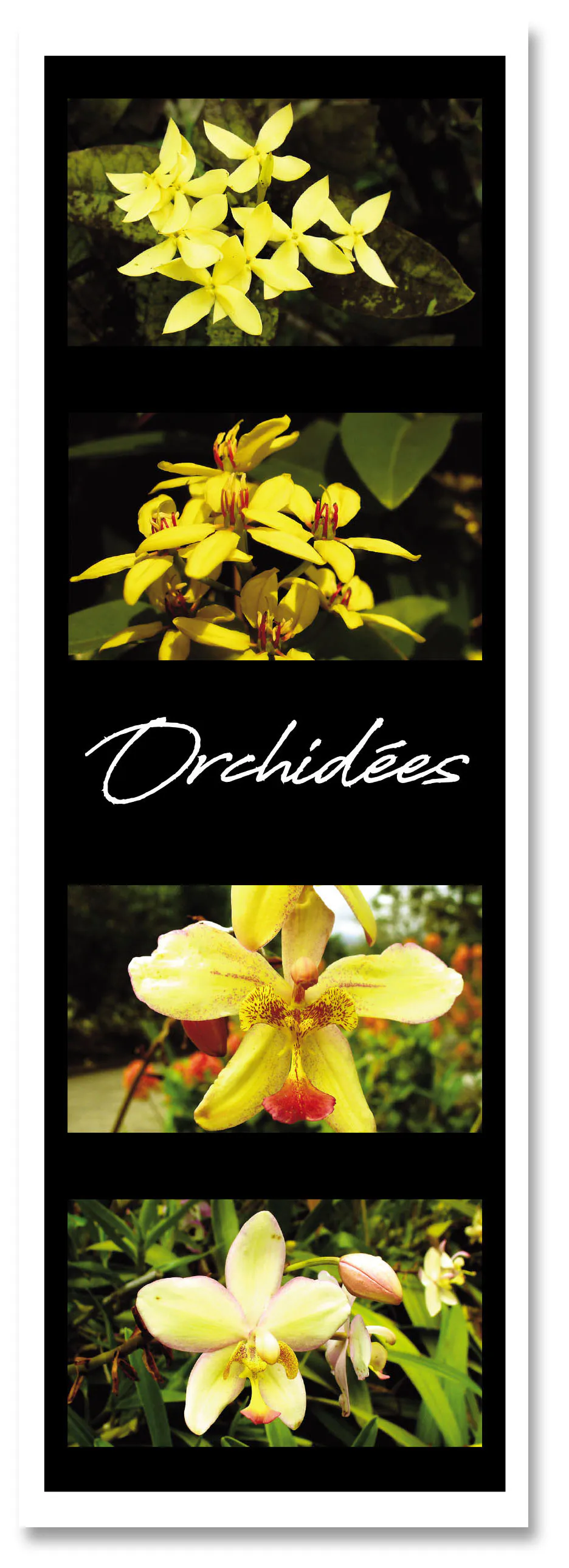 Marq pag fleurs orchidees 2