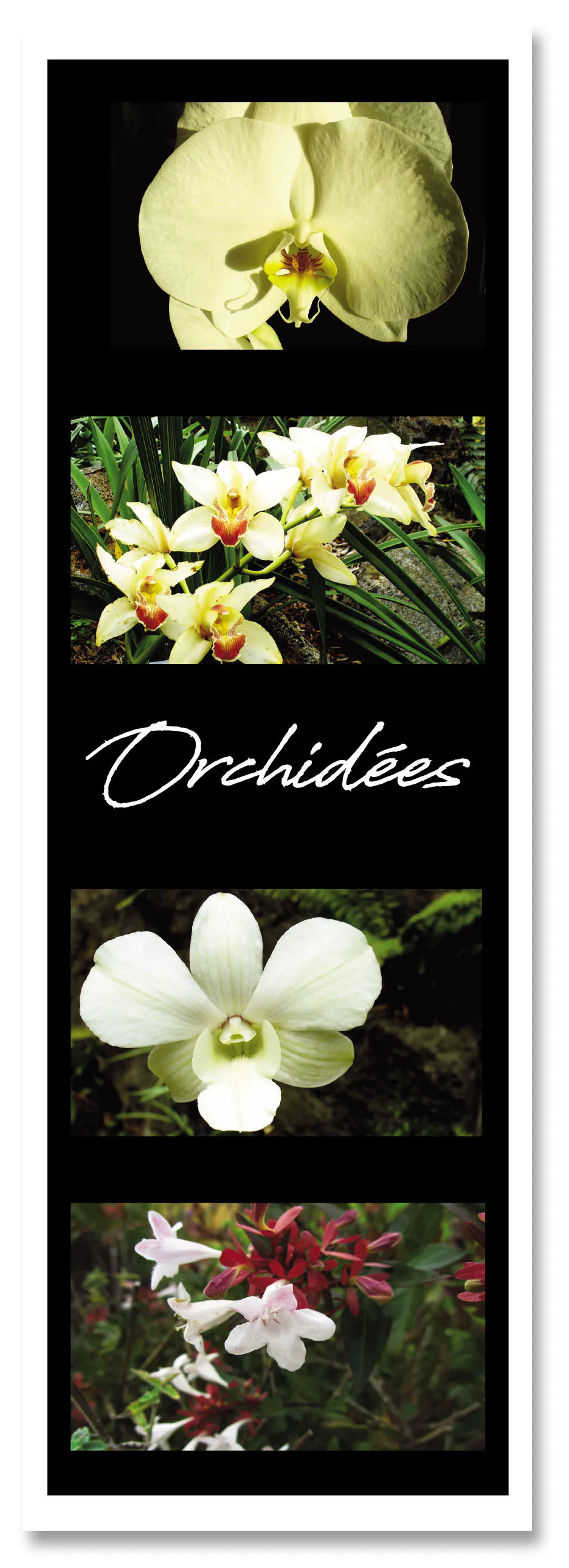 Marq pag fleurs orchidees 1