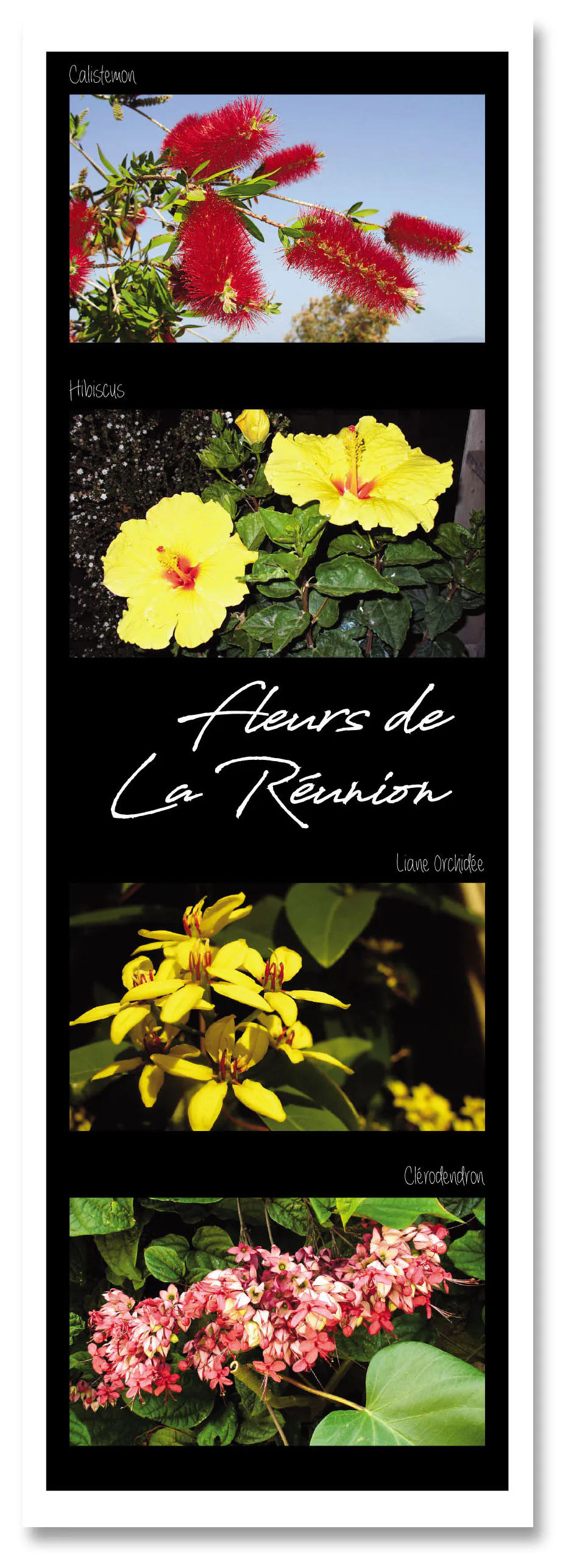 Marq pag fleurs de la reunion 3