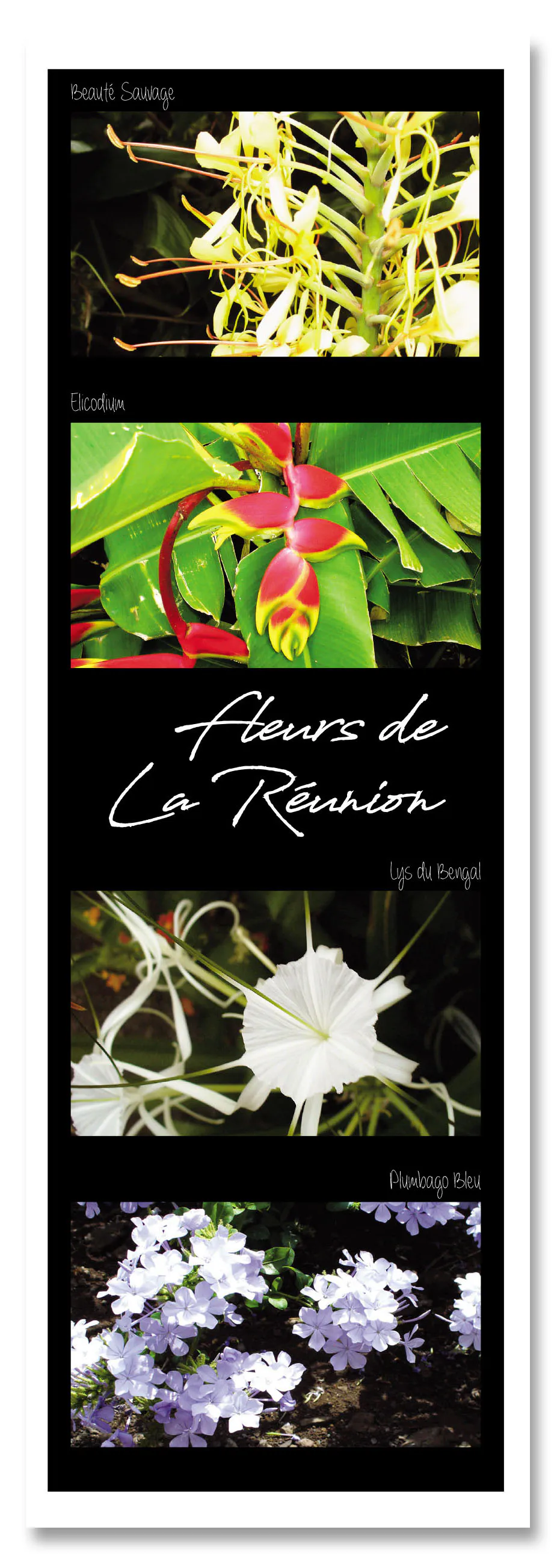 Marq pag fleurs de la reunion 1