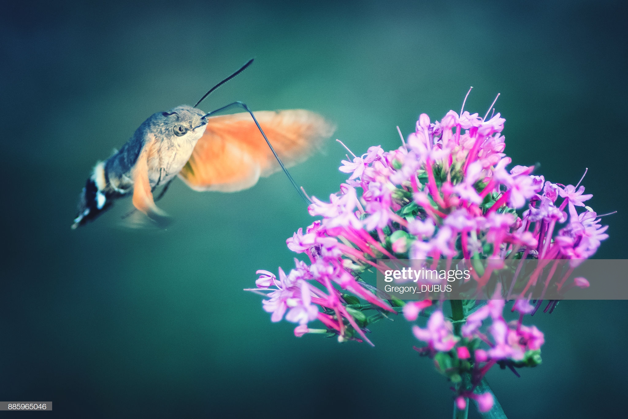 Gettyimages 885965046 2048x2048