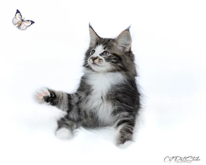 420202321 10210811884371150 554044160814773968 n