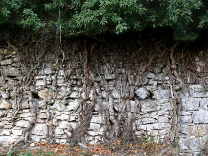 Du mineral au vegetal