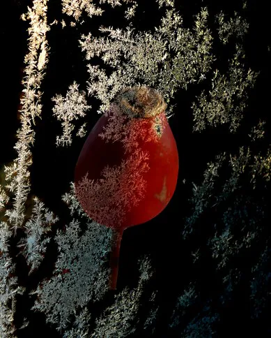 Givre plus gratte cul