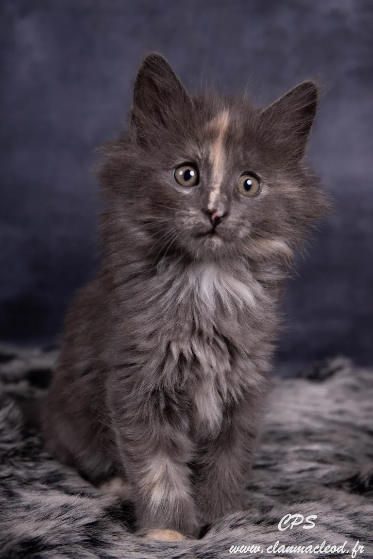 331562881 2406577756368022 5742395222566563519 n