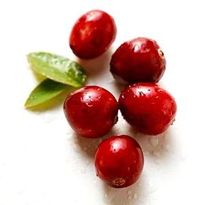 Cranberry cranberries fruit bio canneberge antioxydant cystites fruit rouge antibacterien phytotherapie