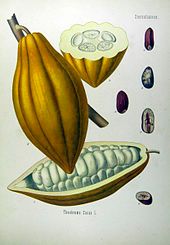 170px Theobroma cacao Kohler s Medizinal Pflanzen 137