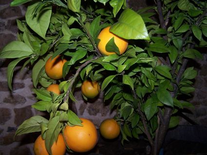 Quelques oranges ; ce n'est tout de même pas le Maroc