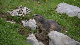 Marmotte du Vanil Noir dans les Préalpes suisses