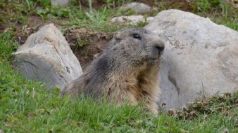 Marmottes devant son terrier / Réserve naturelle du Vanil Noir dans les Préalpes fribourgeoises suisses