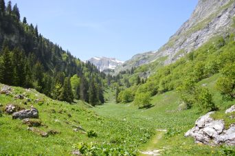 Réserve naturelle du Vanil Noir / Préalpes suisses