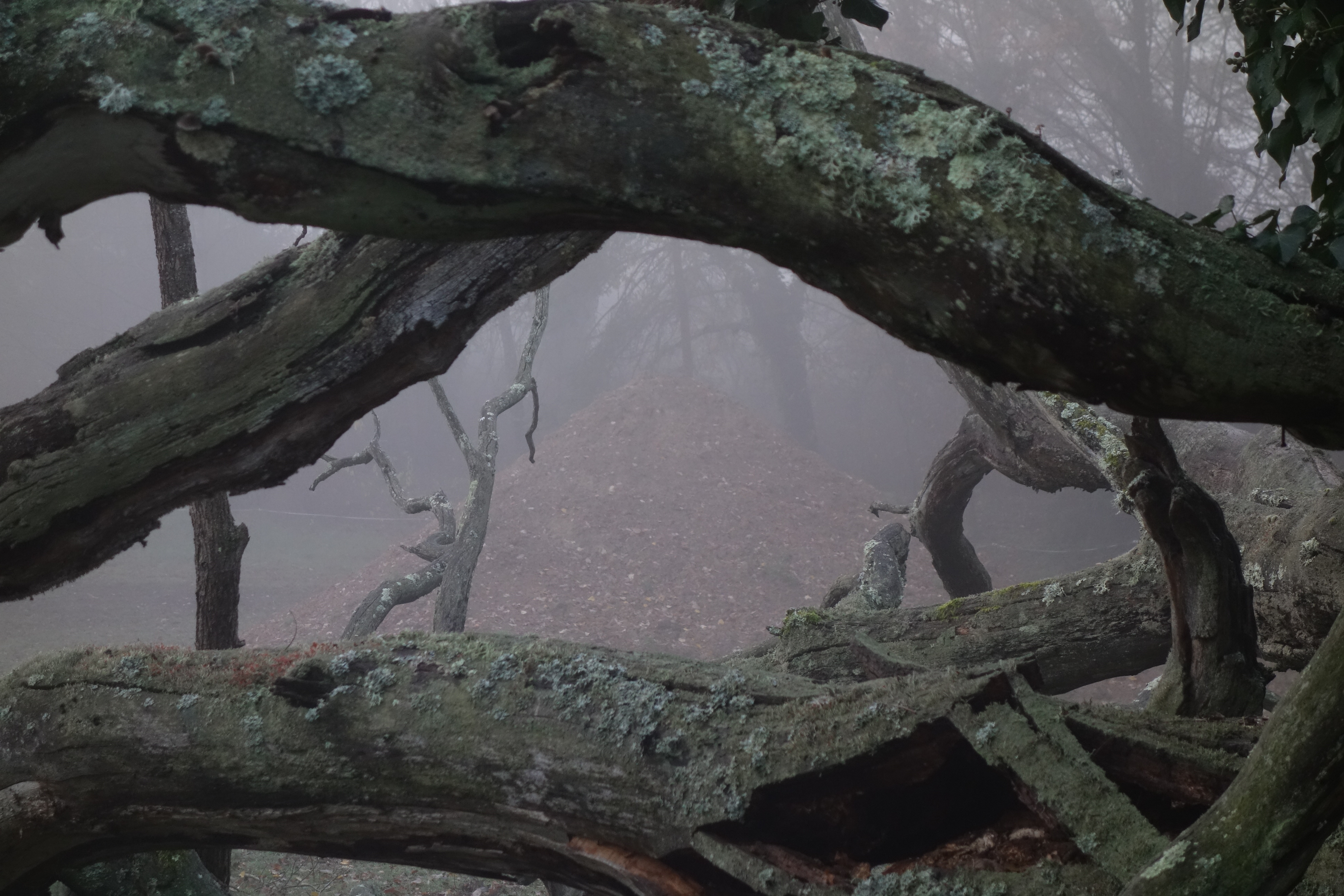 12 paupieres de bois