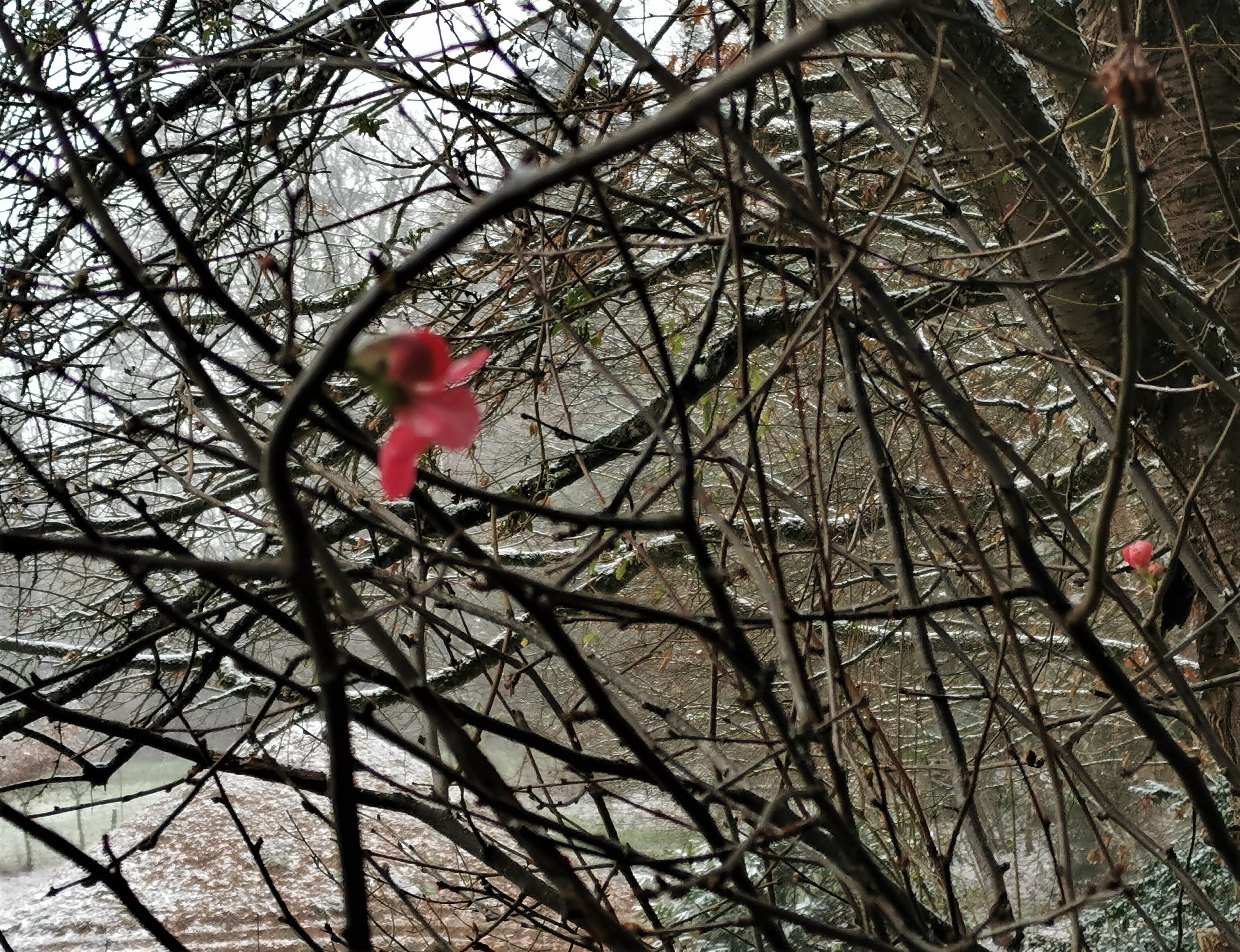 45 fleurs neige