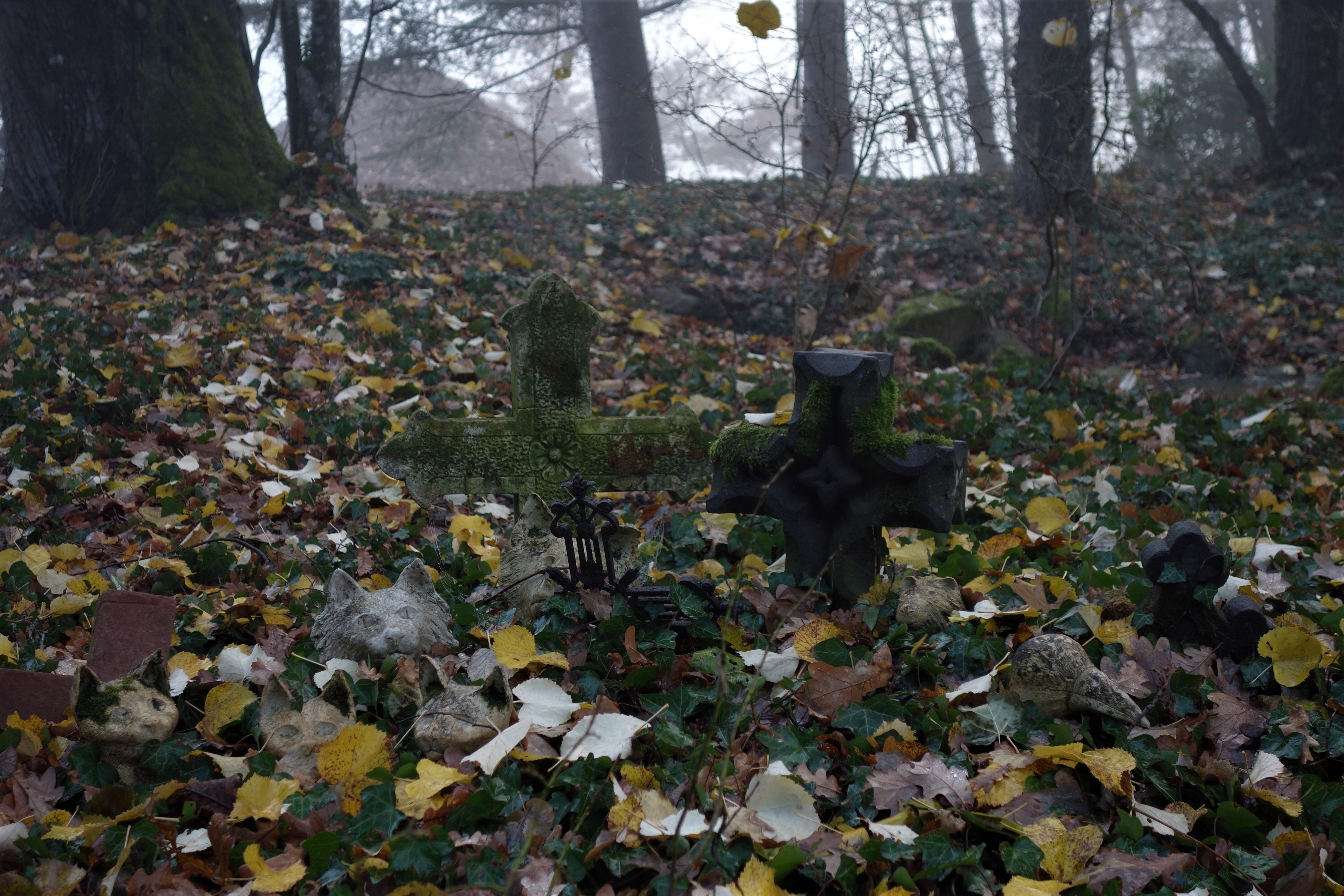 Cimetiere amis animaux