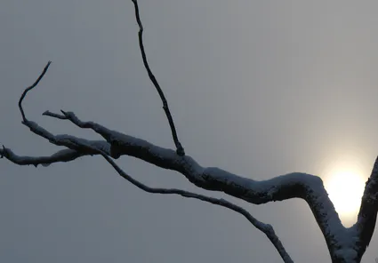 Branche et soleil voile