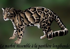 Panthere longibande