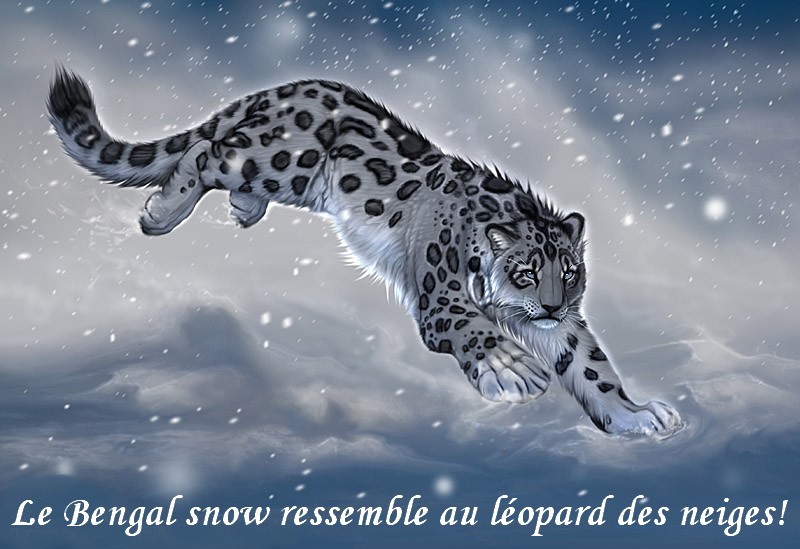 Leopard des neiges
