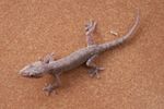 Margouillat gecko 01