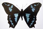 Papillo phorbanta