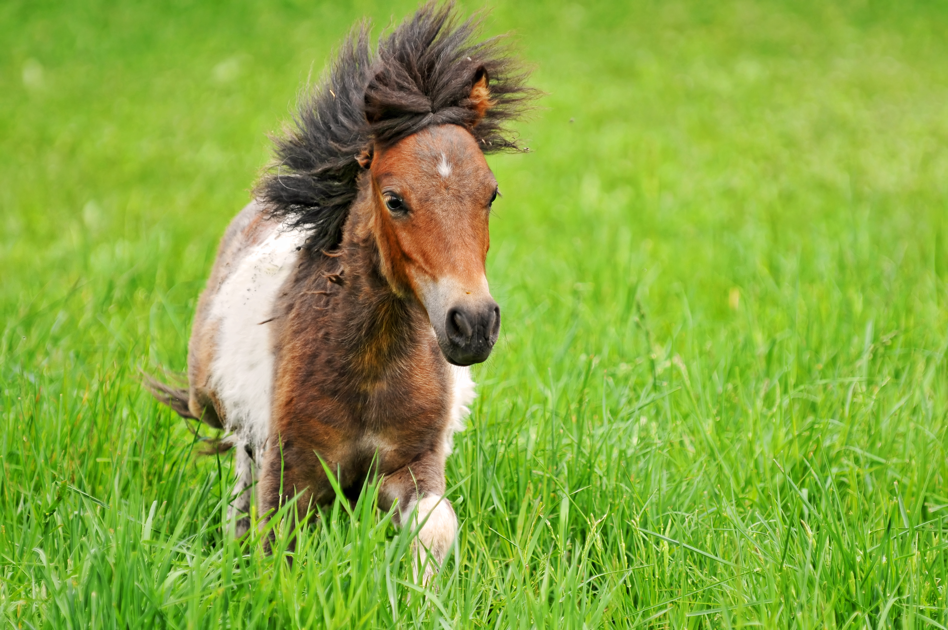 Poney shetland 9380
