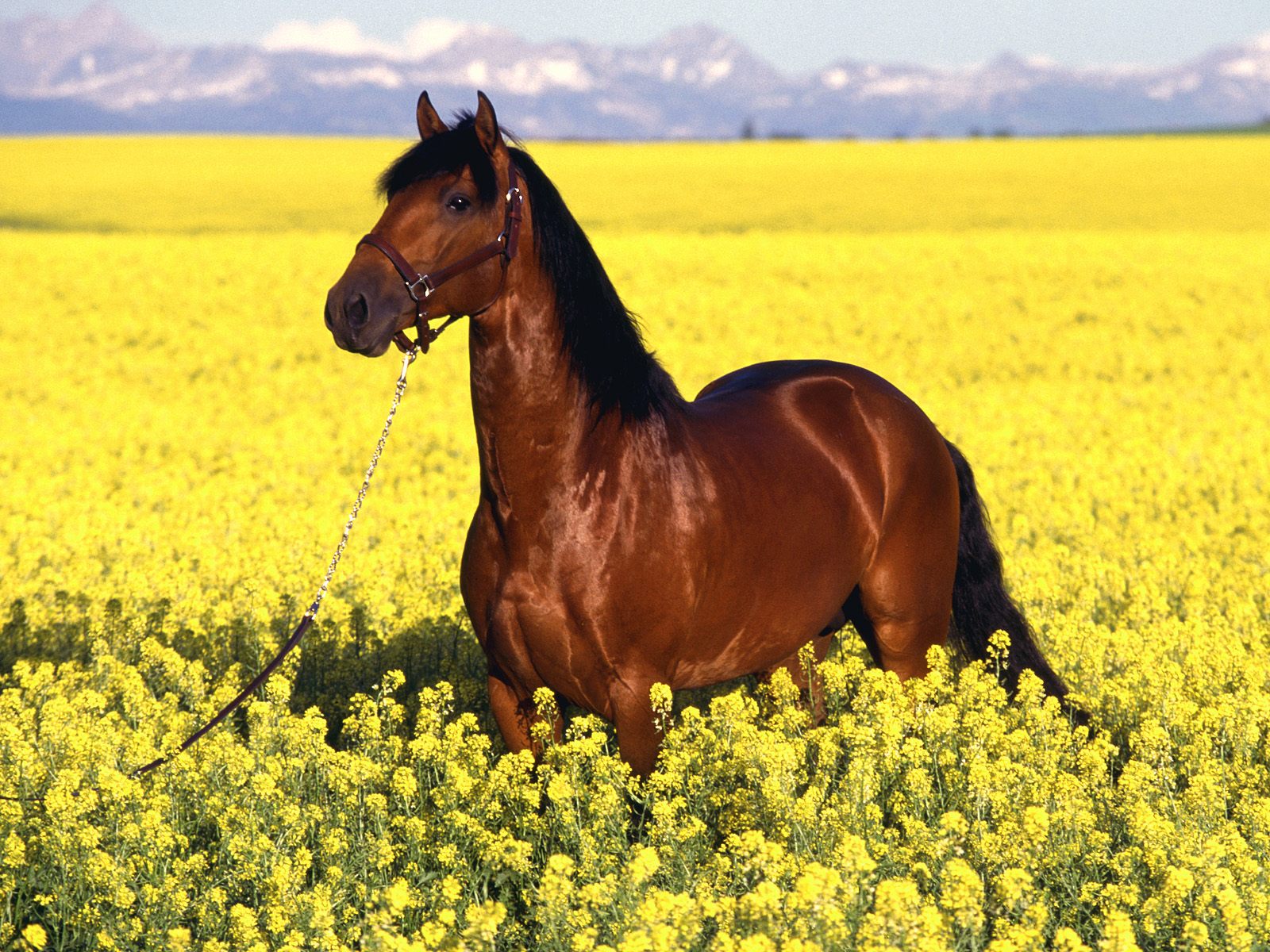 Photo cheval2