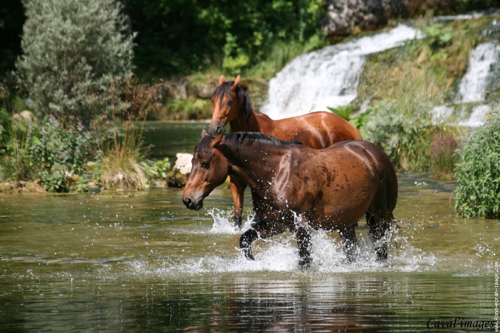 Chevaux cascade2
