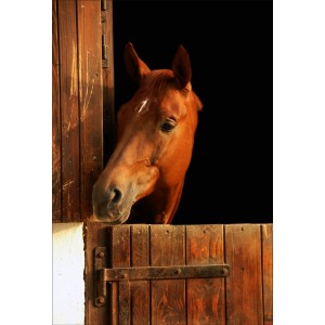 Stickers muraux deco cheval dans son box tete a gauche 