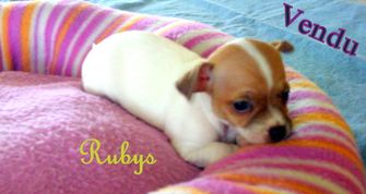 Ruby, chiot chihuahua beige et blanc.  Un amour de petit chien!  Un fidèle ami dont nous sommes fiers.  Notre élevage petits-pas vous invite à faire un tour.  Une visite vous enchantera.