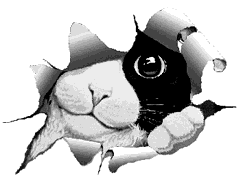Gif animaux 14 gratuit