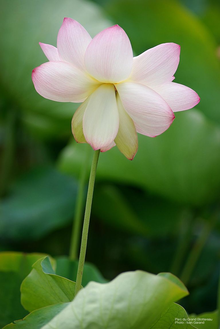 Ivang lotus partie coree grd b