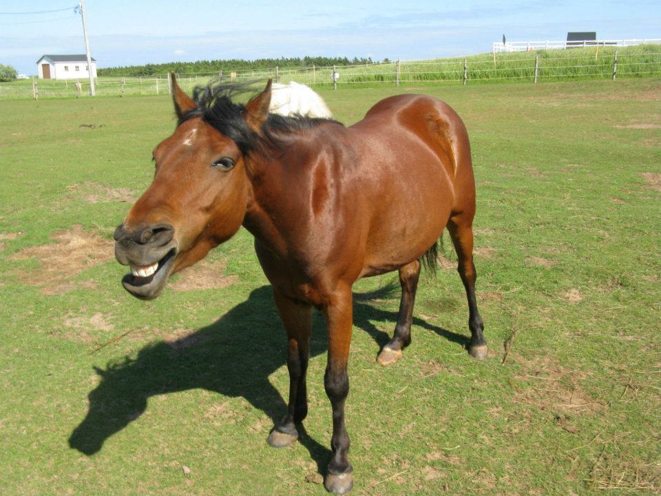 Photo poney 4