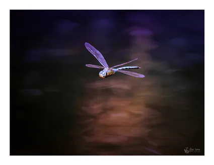 Anax empereur