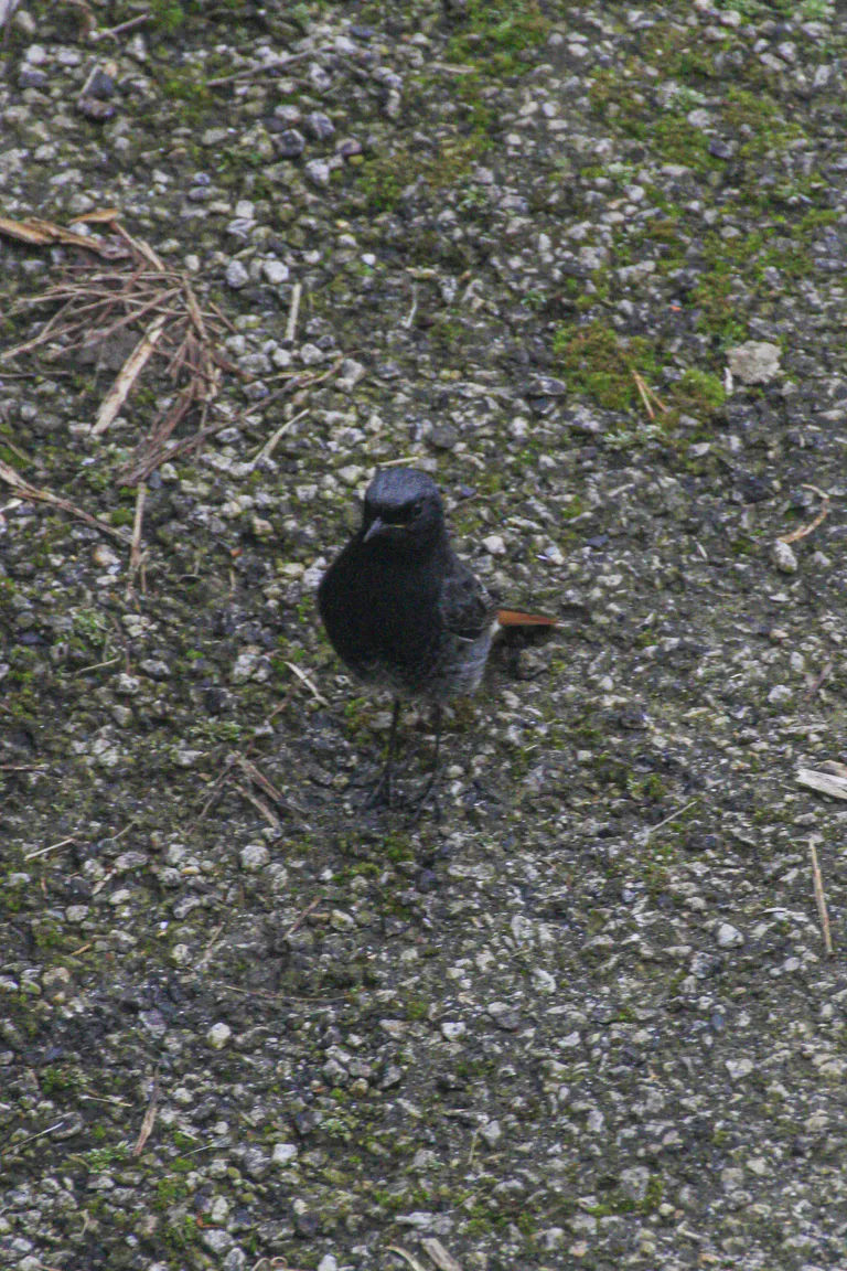 Rougequeue noir 1