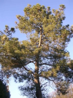 Arbre cypres