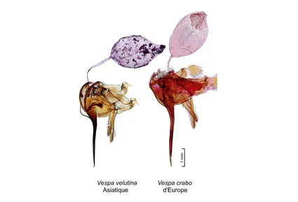 Frelon asiatique et frelon d europe dards et reservoir a venin obj x2 bernard alalrd