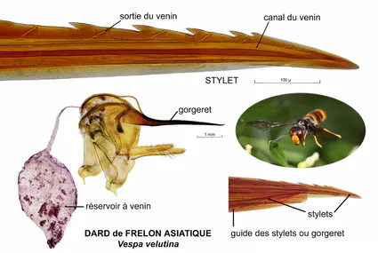 Frelon asiatique bernard allard