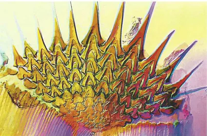 Christian gautier ecaille de sole 50x polarisation