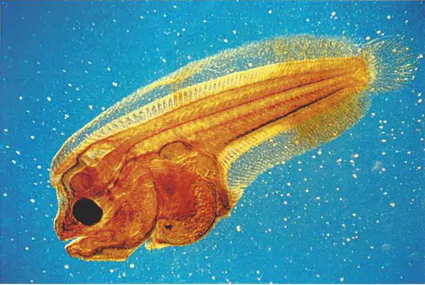 Christian gautier larve de pleuronecte lumiere polarisee obj splan x2 film ektachrome 100