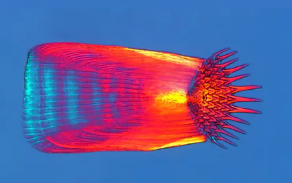 Bernard allard ecaille de sole