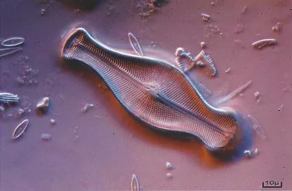 Bernard allard diatomees didymosphenia 01