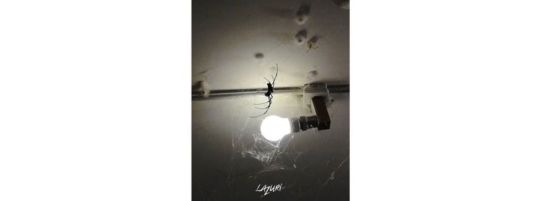 Araigne e ne phile photographie nature arachnide lazuri
