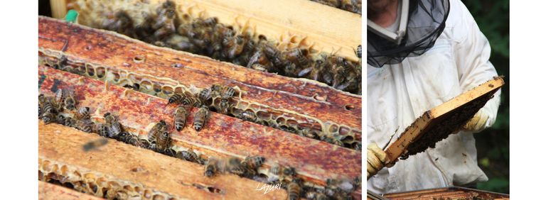Photographie apiculteur abeille miel lazuri