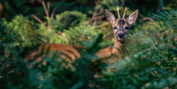 Vignettes-chasse