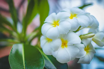 Aromatherapy beautiful bloom 965982 photo by valeria boltneva from pexels